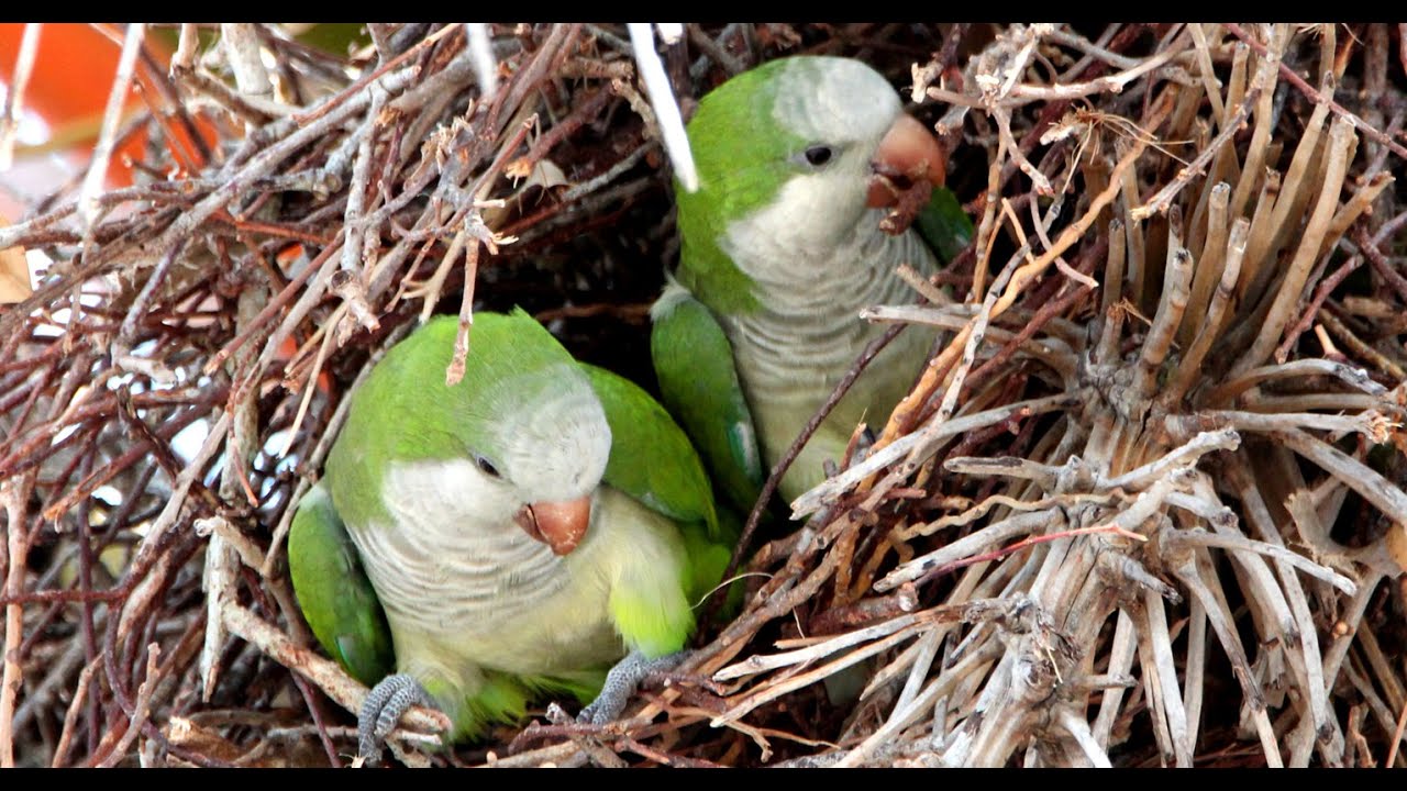 Wild Quaker Parakeets Colony Building