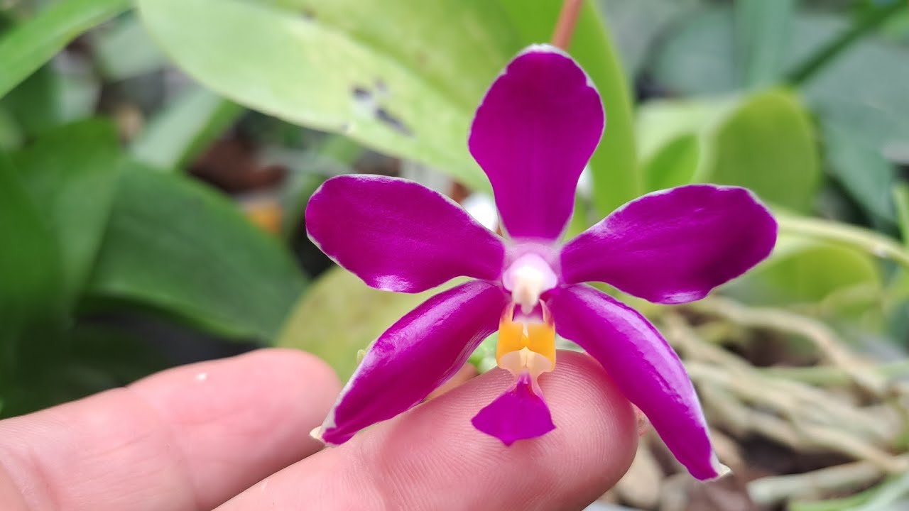 Phalaenopsis pulchra
