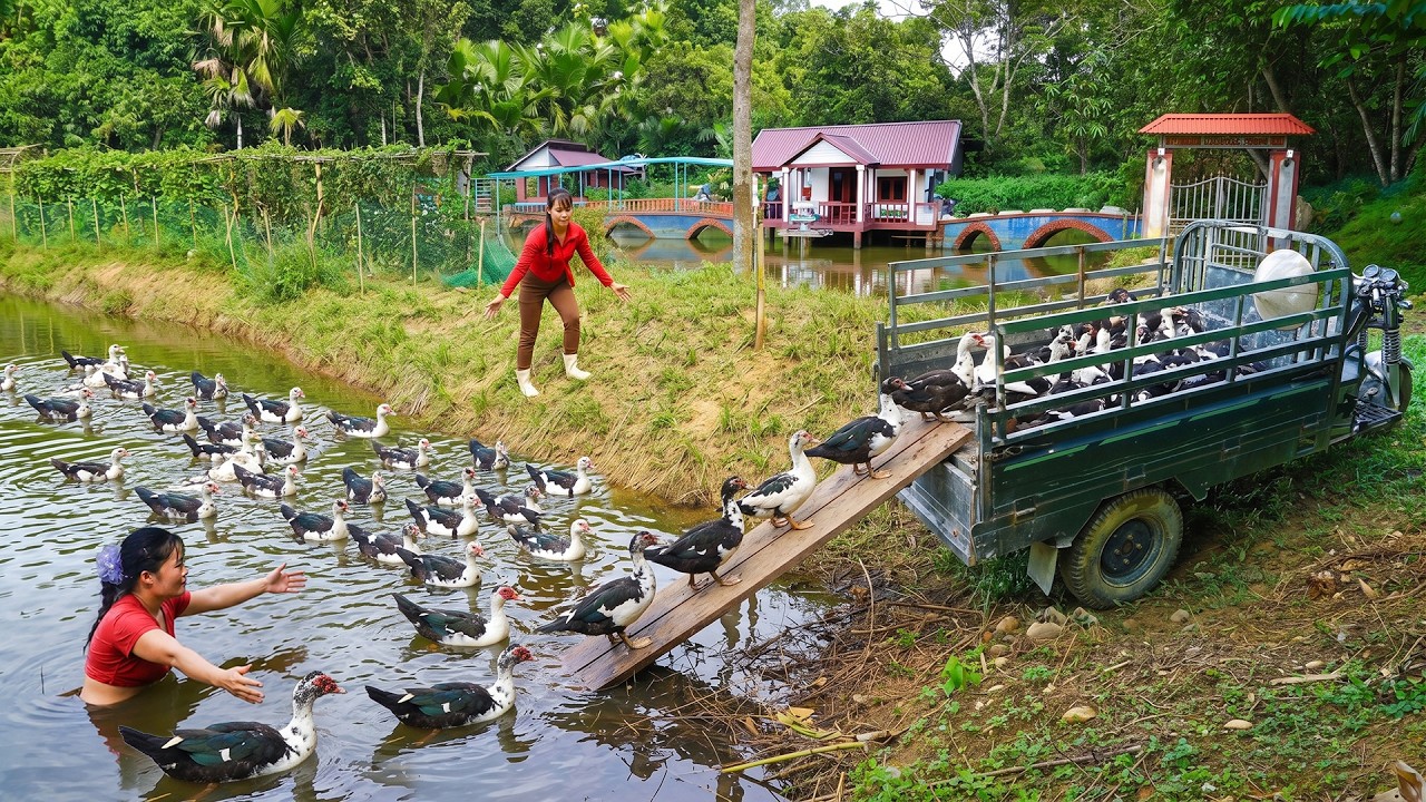 Harvest All The Musk Ducks At The Farm To Sell To Phuong's, Buy A New Flock Of Musk Ducks To Raise