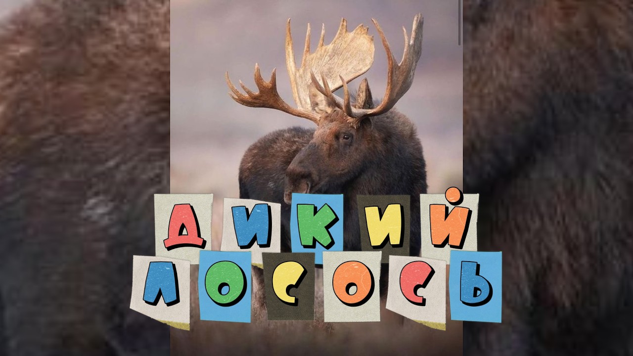 От создателей Дикого Лосося #забавныеживотные #поржать