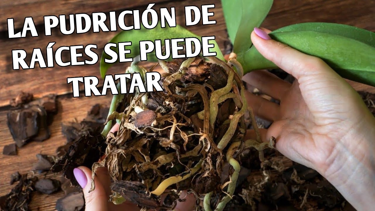 La Pudrición de RAÍCES de Orquídeas se PUEDE EVITAR Y TRATAR