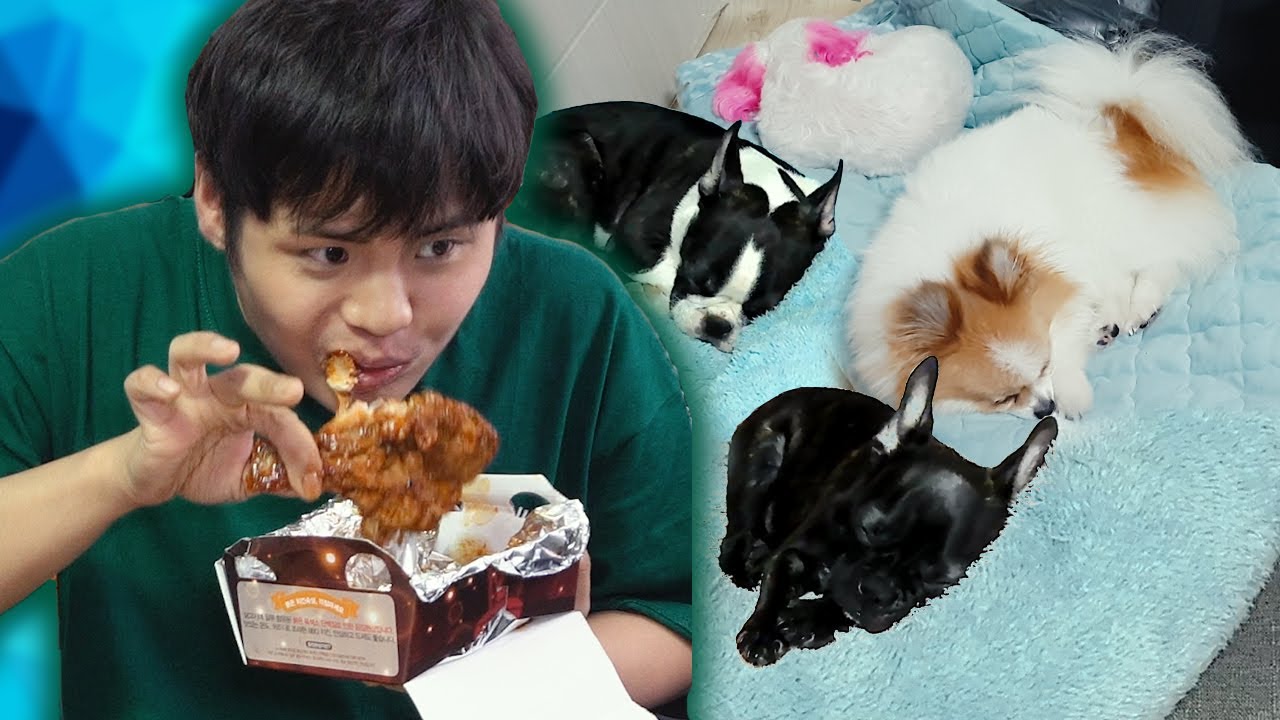 강아지들 몰래 치킨먹기! 치킨이 쫄깃한지 심장이 쫄깃한지..｜개판오분전Begins
