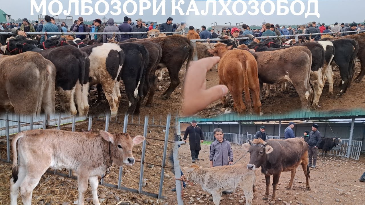 😱АНА ИРА НАРХИ ИДОНА МЕГАН😱. МОЛБОЗОРИ КАЛХОЗОБОД.  19 марта 2026 г