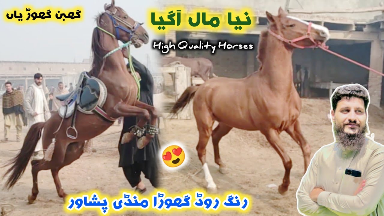 Horse Mandi Ring Road Peshawar Latest Updates 12/01/2024 | Polo Games Horses Available 😍 Izhar Ali