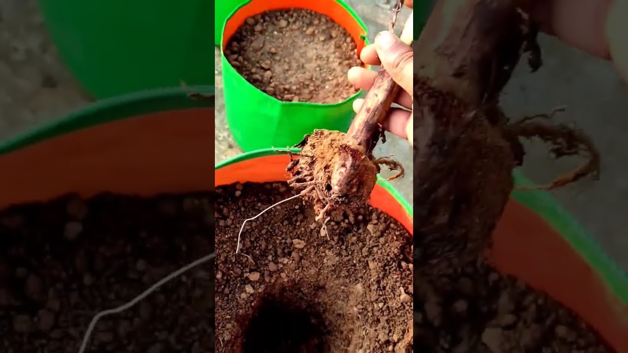 how to report plant in grow bag