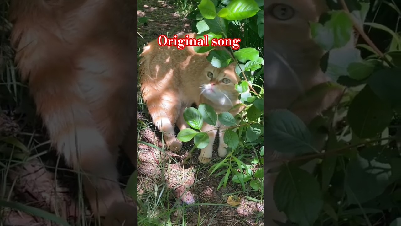 Original song 