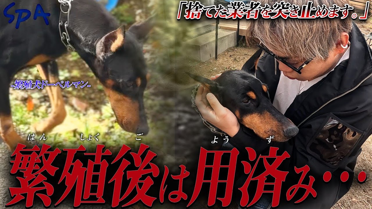 【犬を“捨てる”繁殖業者】山奥で奇跡的に救われたドーベルマンに会いに行きました。