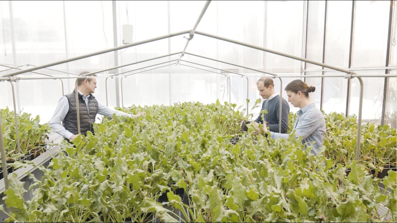 Sugar beet: Breeding against Cercospora