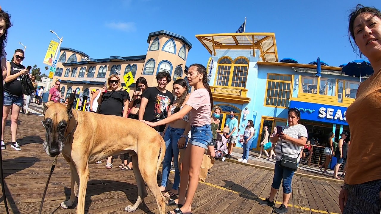 Cash 2.0 Great Dane meeting new people in Santa Monica 13