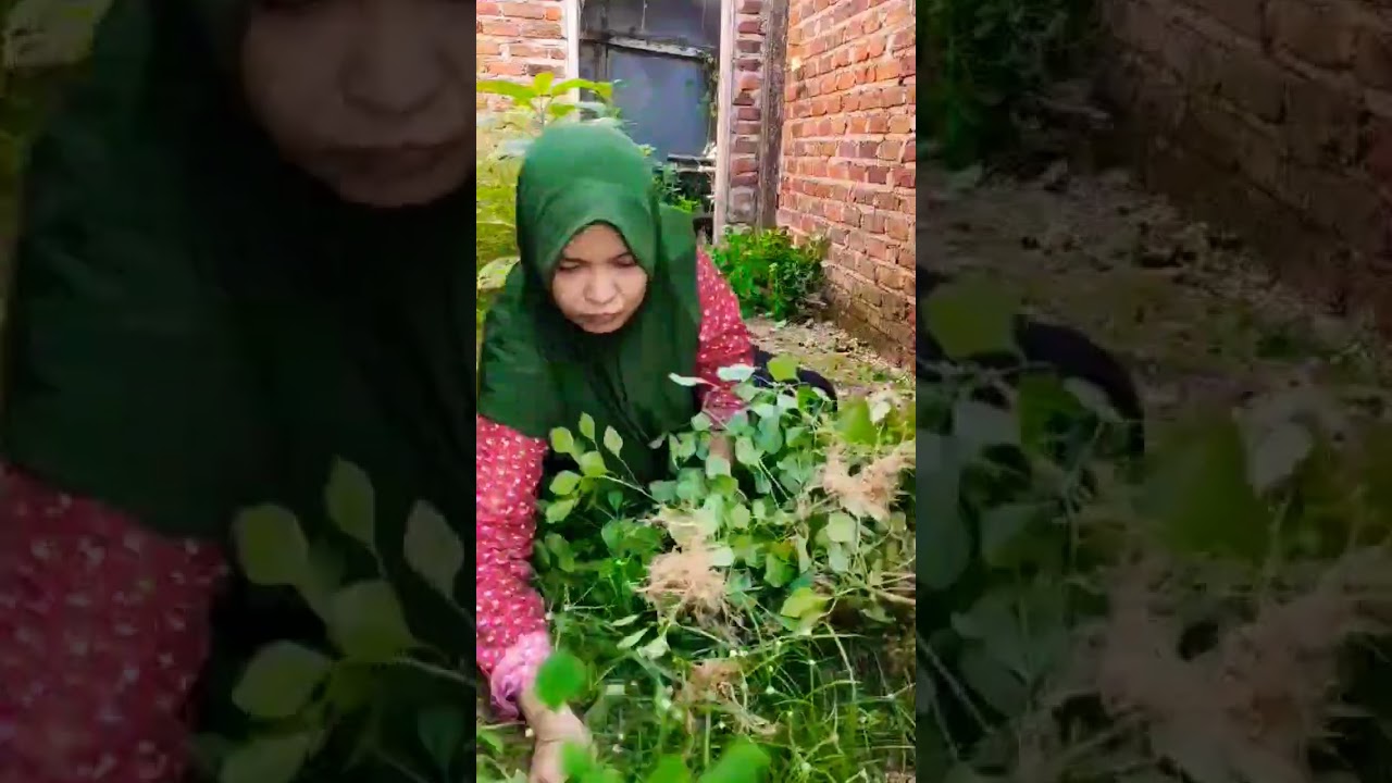 #nature #shortvideo #subscribetomychannel #fyp #shorts #youtubeshorts #gardening #rutinitasharian
