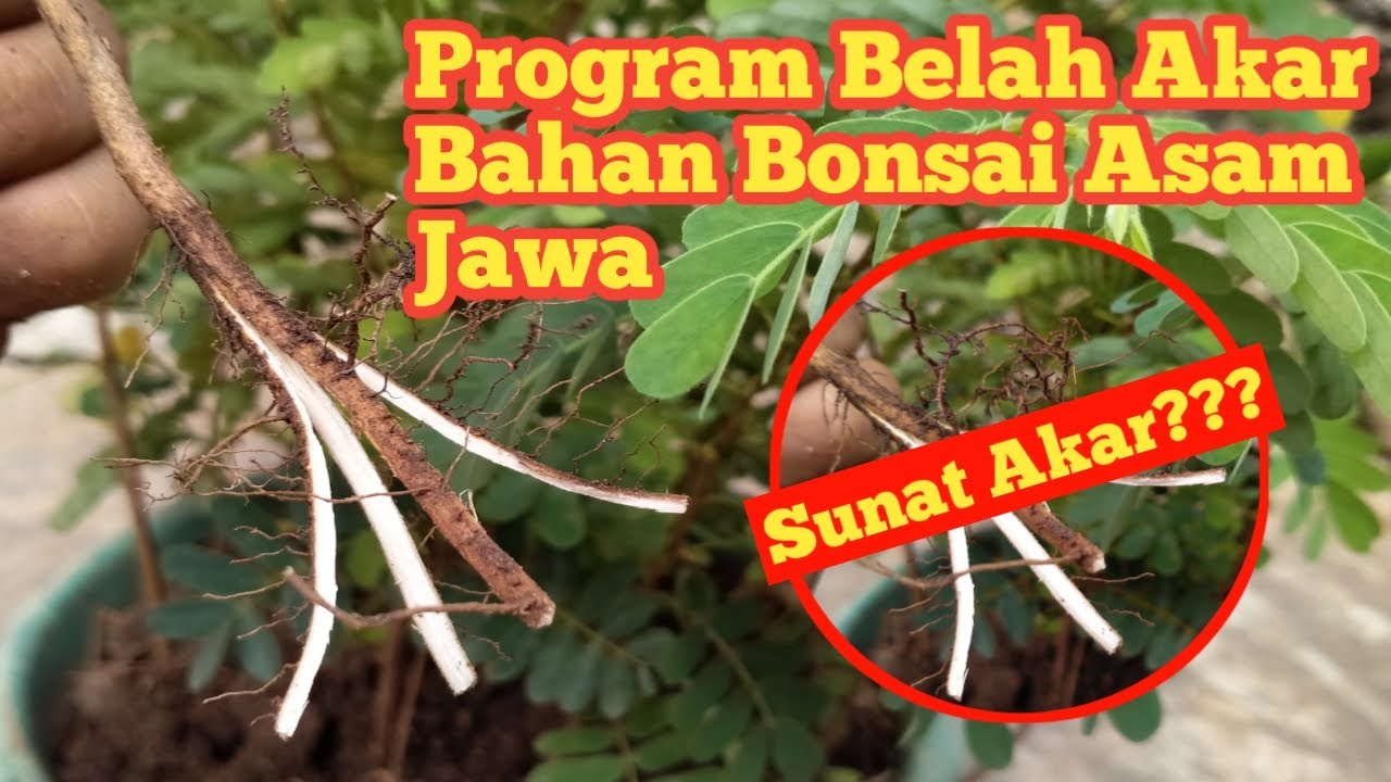 Program Belah Akar Bahan Bonsai Asam Jawa