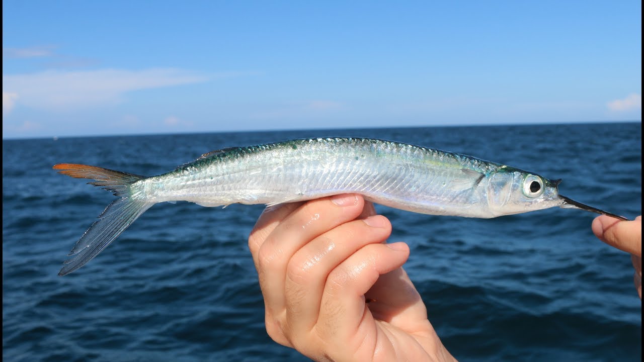 The SECRET! Bait and Tackle Shops WONT Teach You!! -How to Catch Ballyhoo (Tackle Tuesday)
