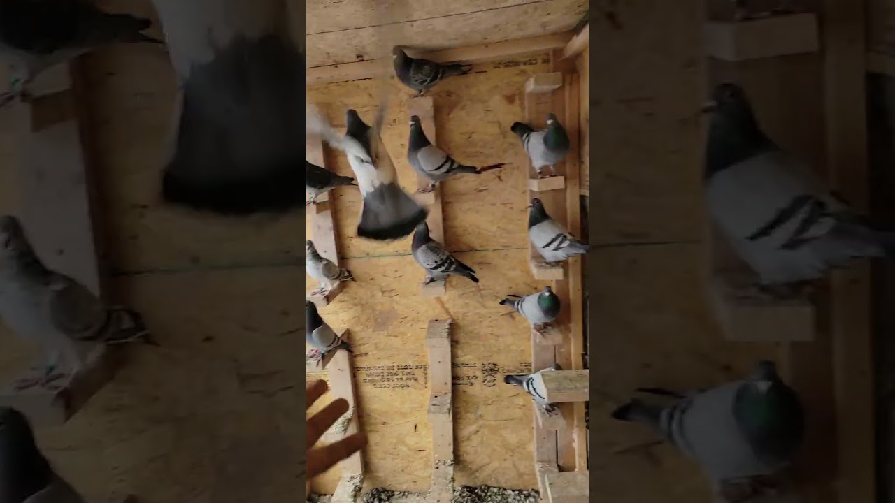 Jan Aarden Mix Jelle Jellema | Racing Pigeon | Homer | Kabutar