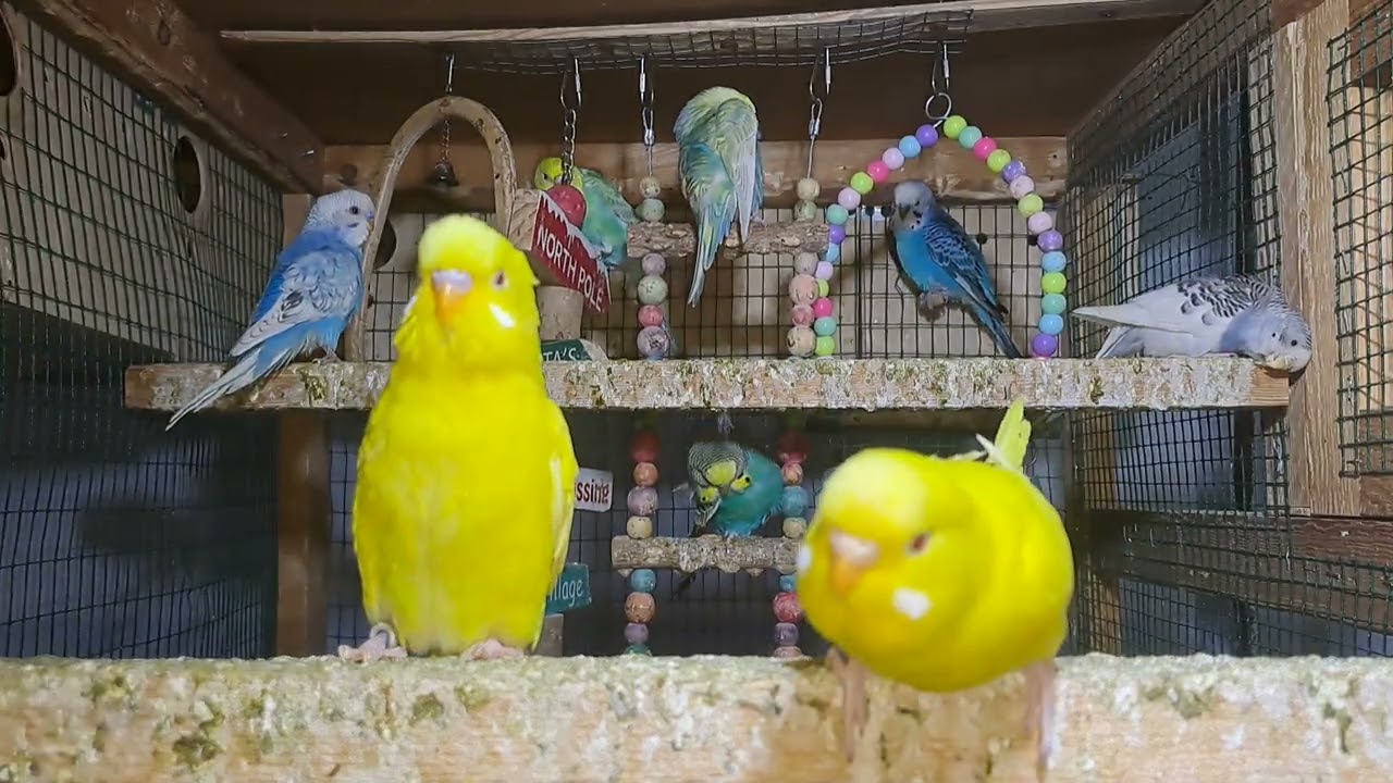 Daily Life with Parrots