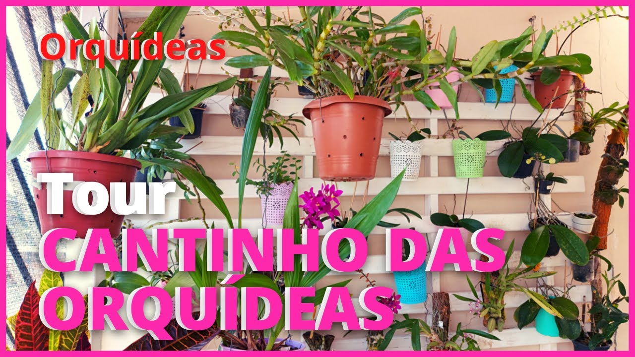 Tour pelas minhas plantas parte 3 - Cantinho das orquídeas 🥰🌸