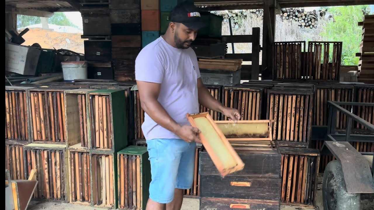 COMO GUARDAR as Melgueiras de CERA ja puxadas 🐝🍯