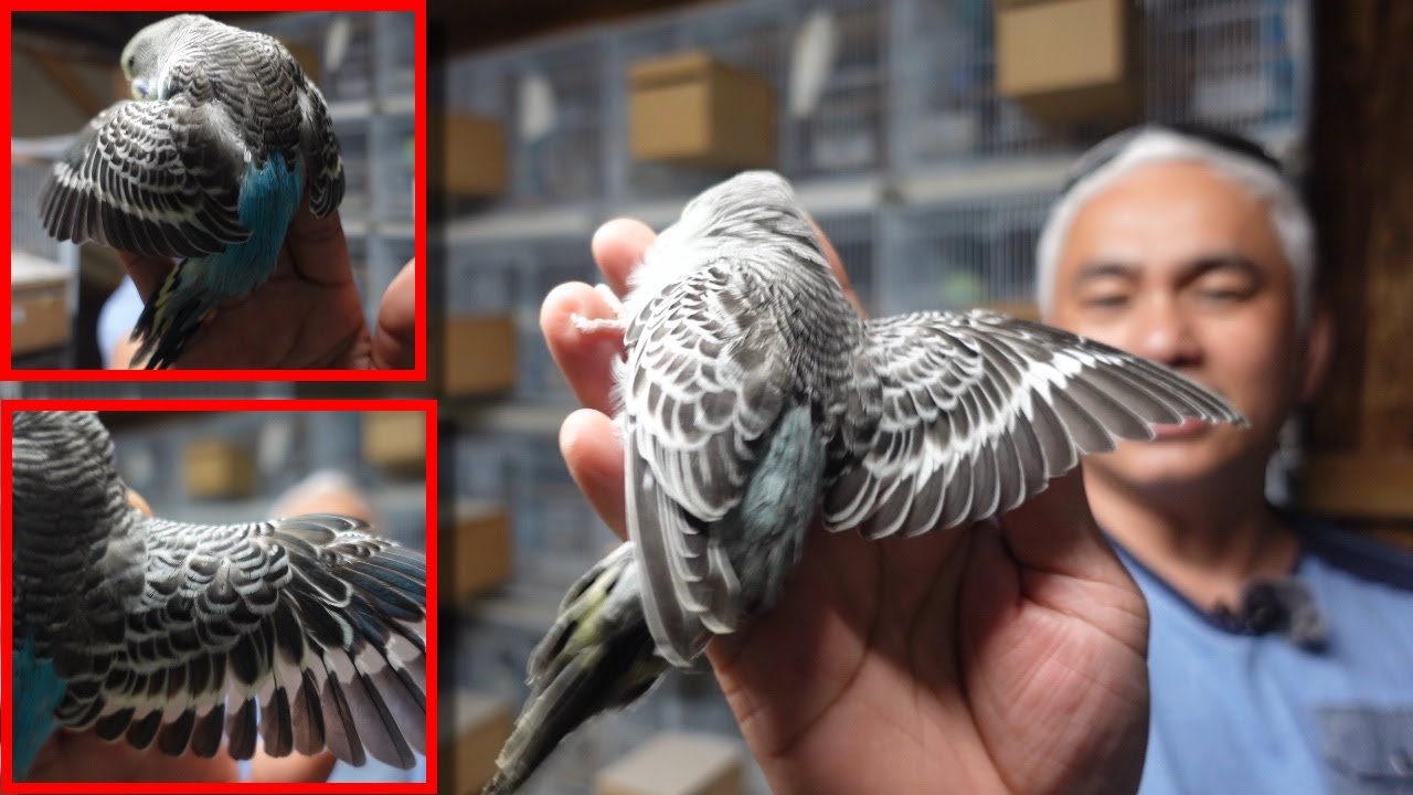 UPDATE SA PROJECT BLACK WING!