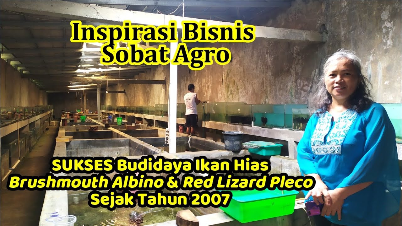 CARA SUKSES BUDIDAYA IKAN HIAS || Brushmouth Albino & Red Lizard Pleco