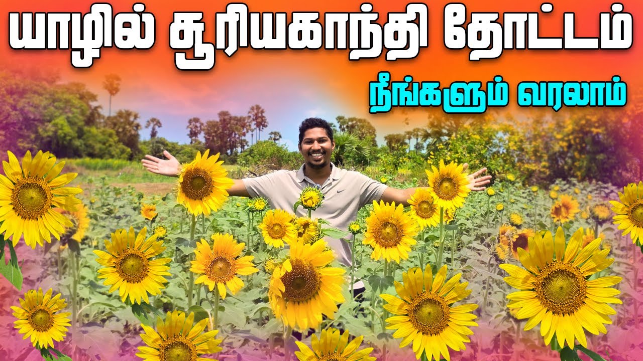 🛑யாழில் பட்டதாரி இளைஞனின் முயற்சி😲 | Jaffna Sunflower Garden 🌻 | Ks Shankar