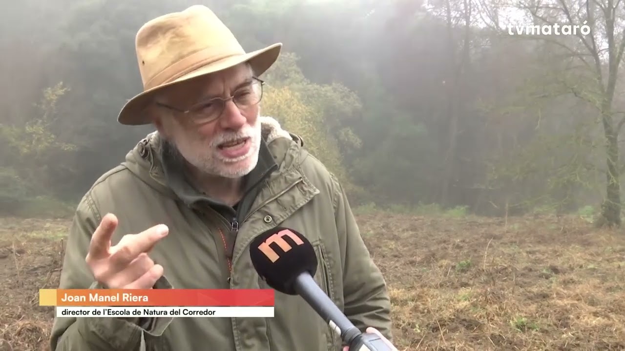 El porc senglar al Maresme: per qu&egrave; n&rsquo;hi ha tants i cal erradicar-lo?