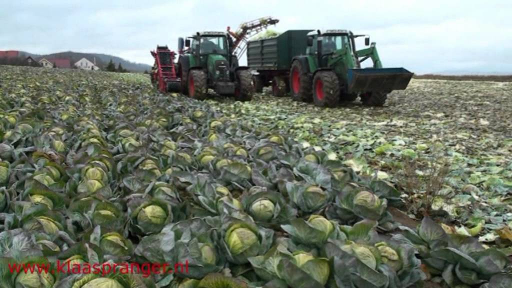 Cabbage Harvester,