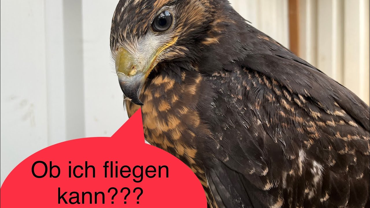 Ein Aguja lernt fliegen | Bobby Teil 2
