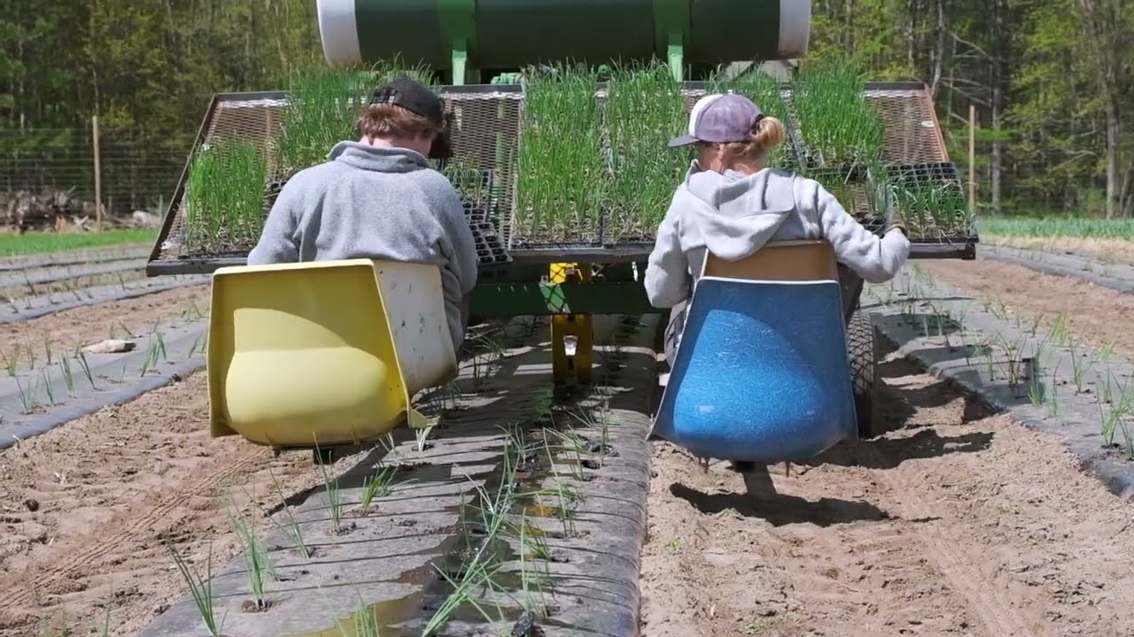 Planting Onions with a Water Wheel Planter