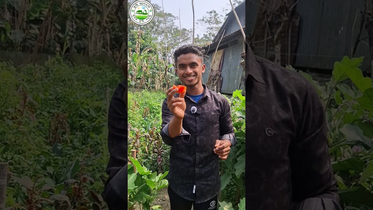 সৌখিন চাষীর বাগান। টমেটো এবং বেগুনের বাম্পার ফলন। 