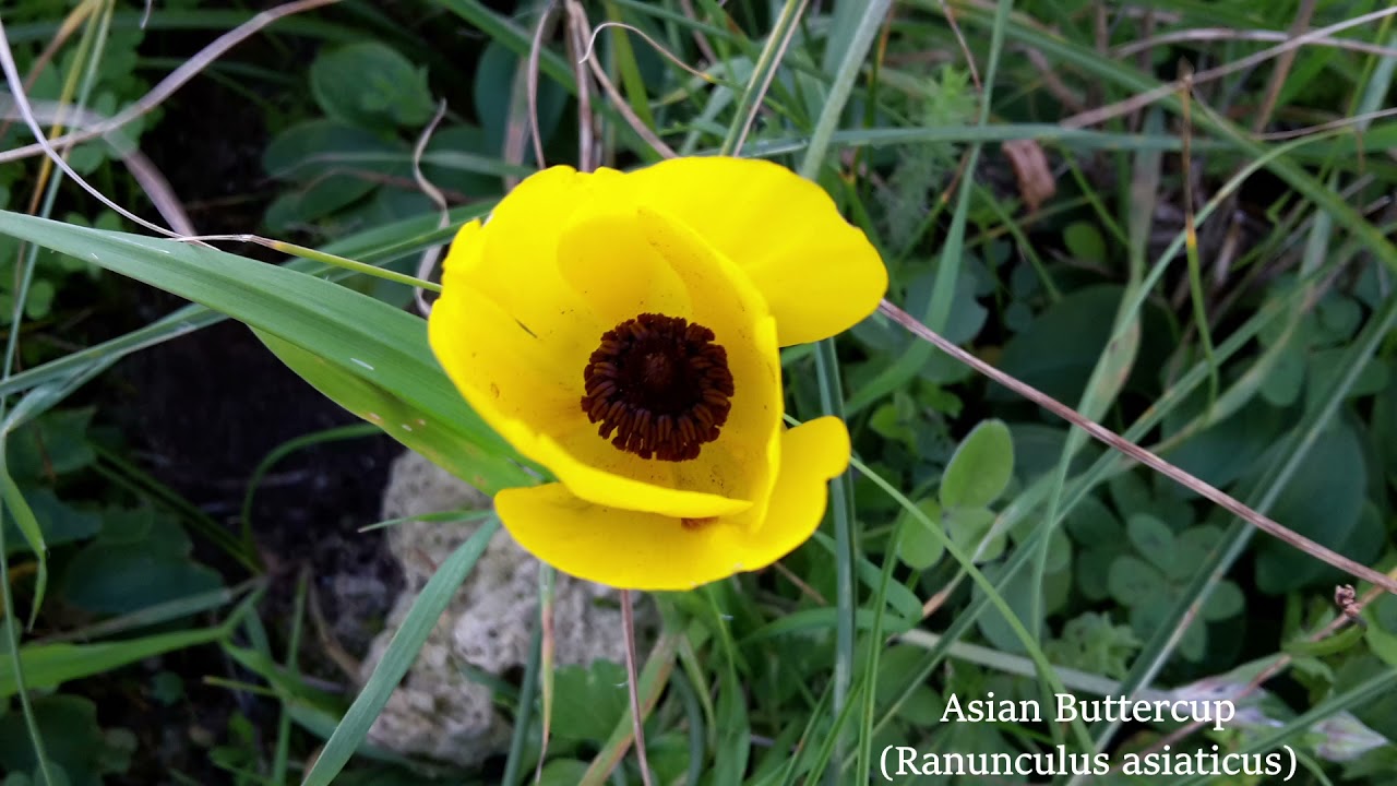 Wild Flowers of West Crete