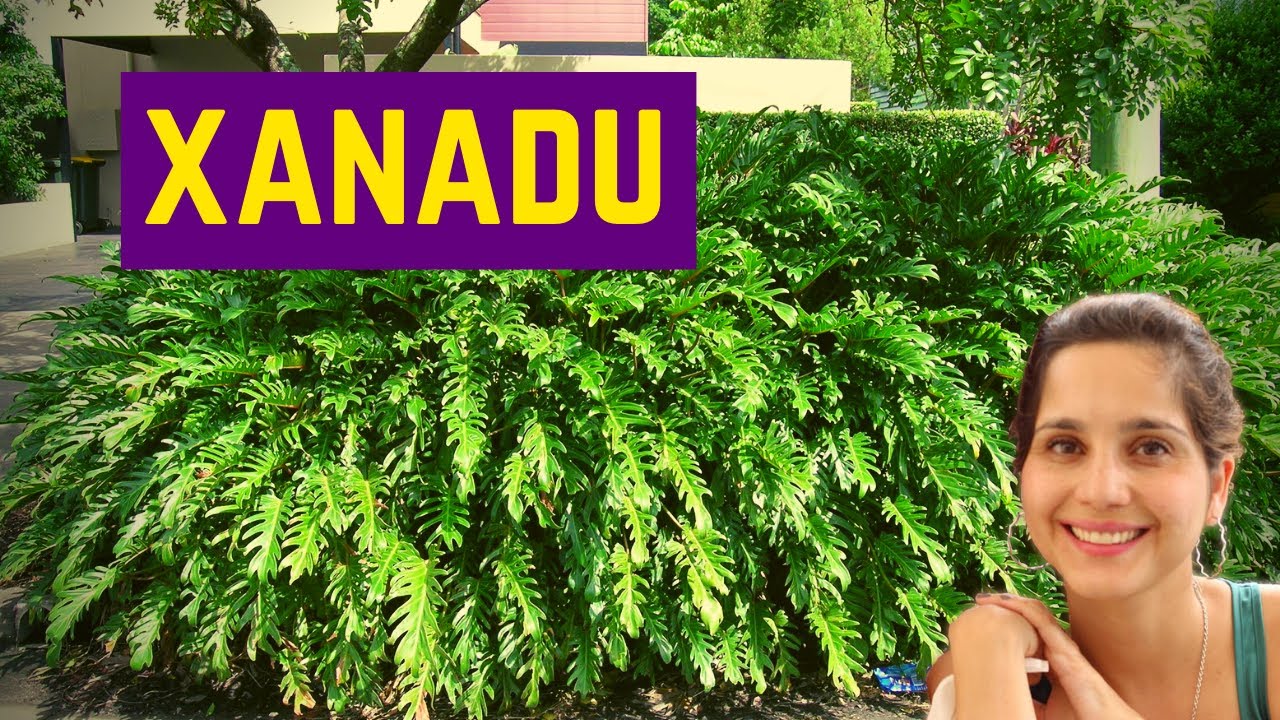 PHILODENDRO XANADU: uma EXCELENTE PLANTA ORNAMELTAL PARA SALA! Cuidados com a planta xanadu