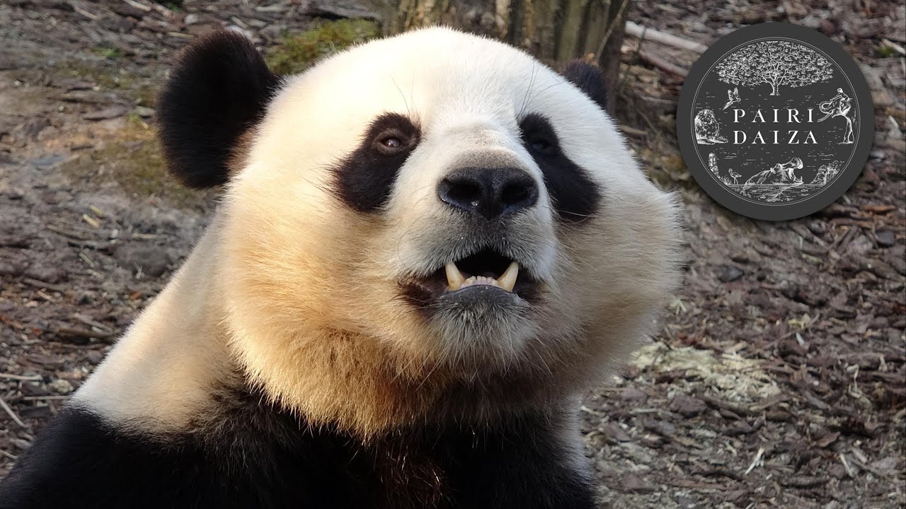 Pairi Daiza 2022