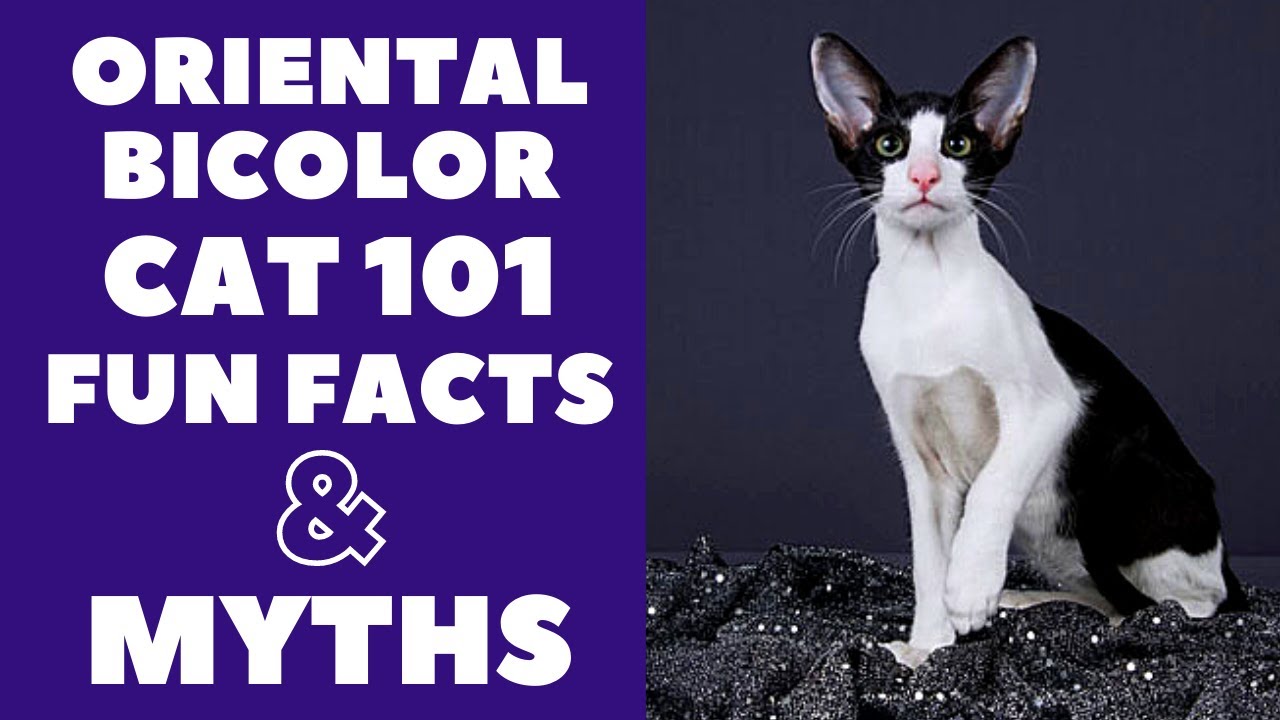 Oriental Bicolor Cats 101 : Fun Facts & Myths