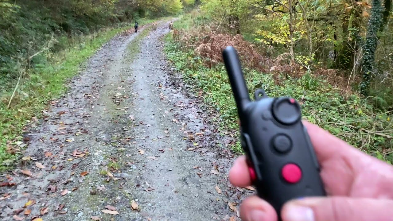 Recall With and Without an E-Collar | Video 10  - recall training for a high prey drive dog.