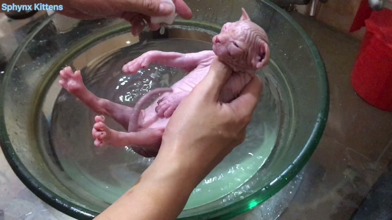 Dirty, first bath kitten and its loud meow | Sphynx Kittens