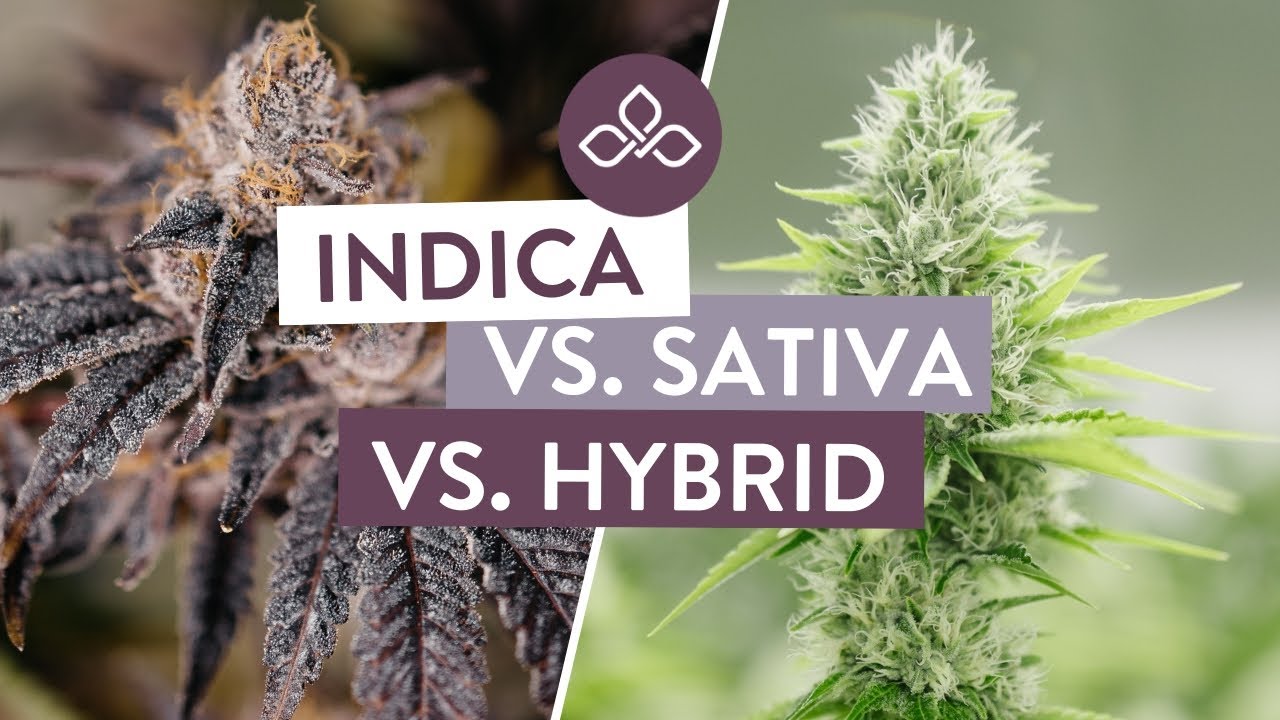 Indica vs. Sativa vs. Hybrid: What&rsquo;s the Difference?
