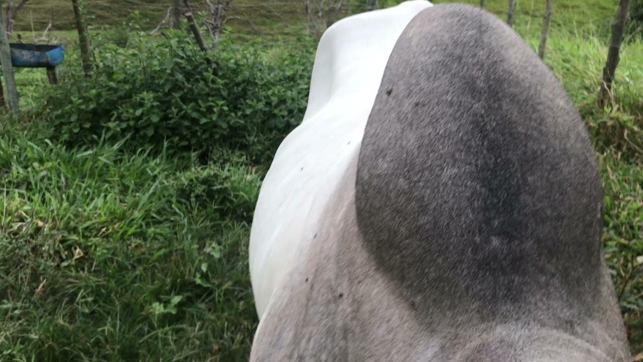 BOIADEIRO AUSTRALIANO OU BLUE HEELER E SUAS OBEDI&Ecirc;NCIAS NA LIDA COM GADO