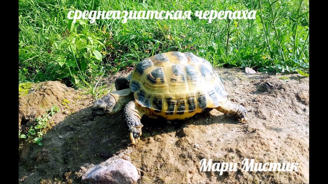 Что нужно ЗНАТЬ о содержании ЧЕРЕПАХ / Сухопутная черепаха кормление , уход , разведение