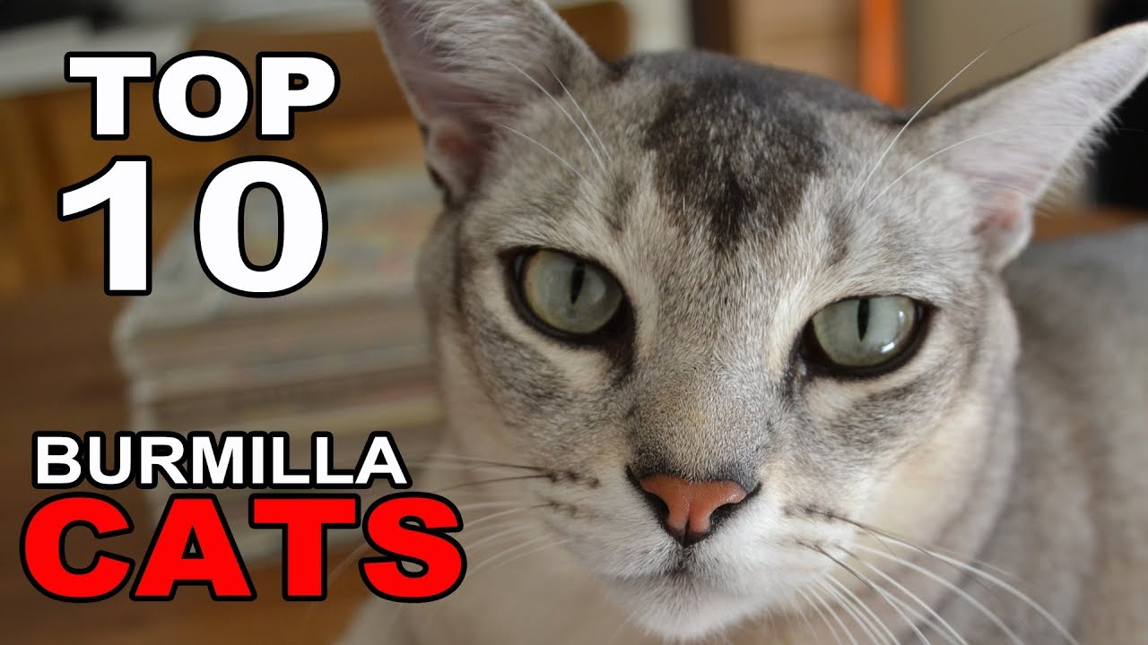 TOP 10 BURMILLA CATS BREEDS