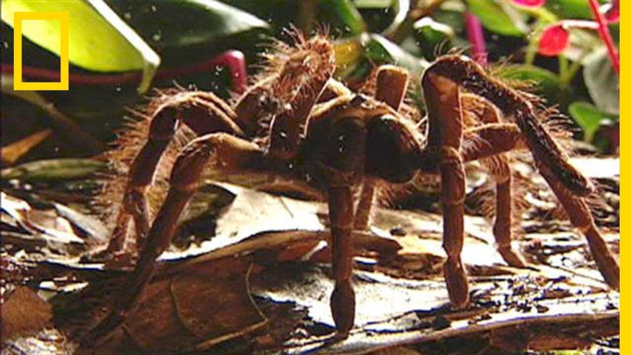 L'araign&eacute;e Goliath, la plus grande du monde, mange des souris