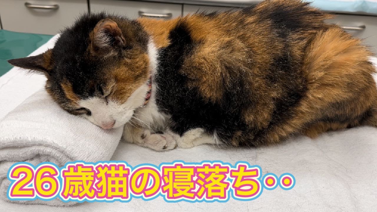 枕で寝ちゃった26歳猫が可愛すぎました。【動物病院の日常】