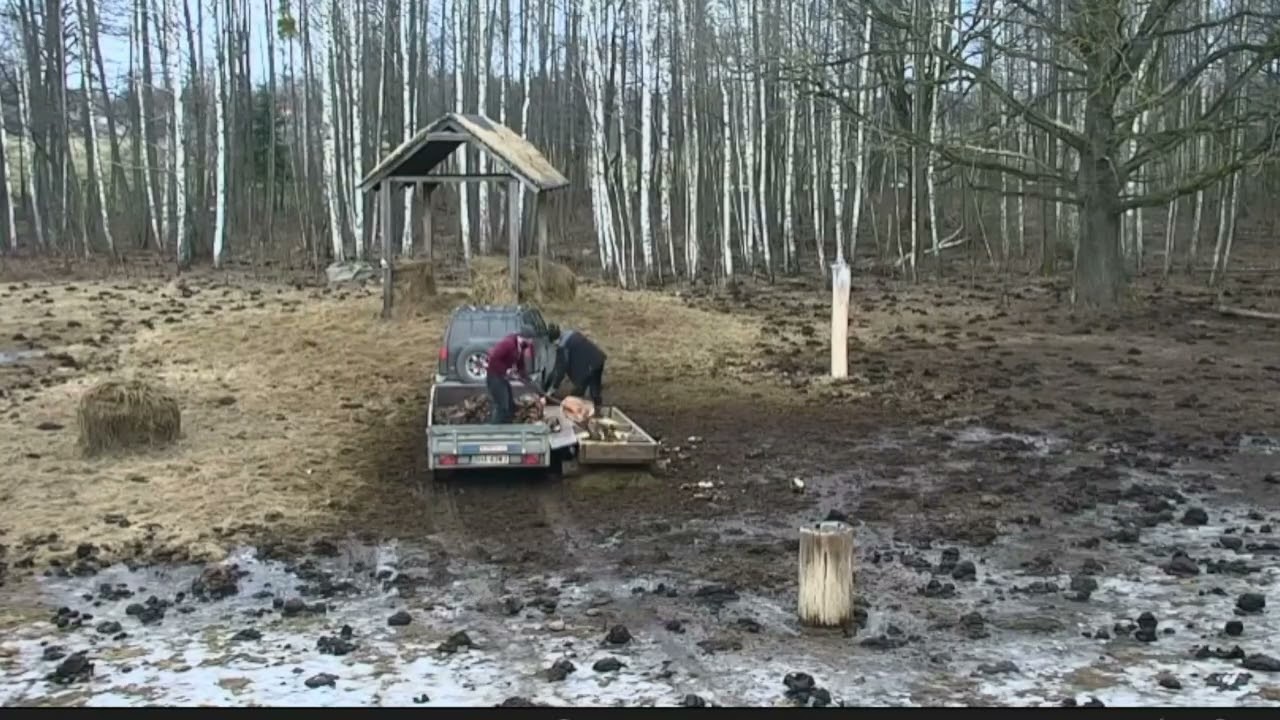 Jedno z ostatnim dostaw karmy na polanę dla zwierząt 02.03.2026 r