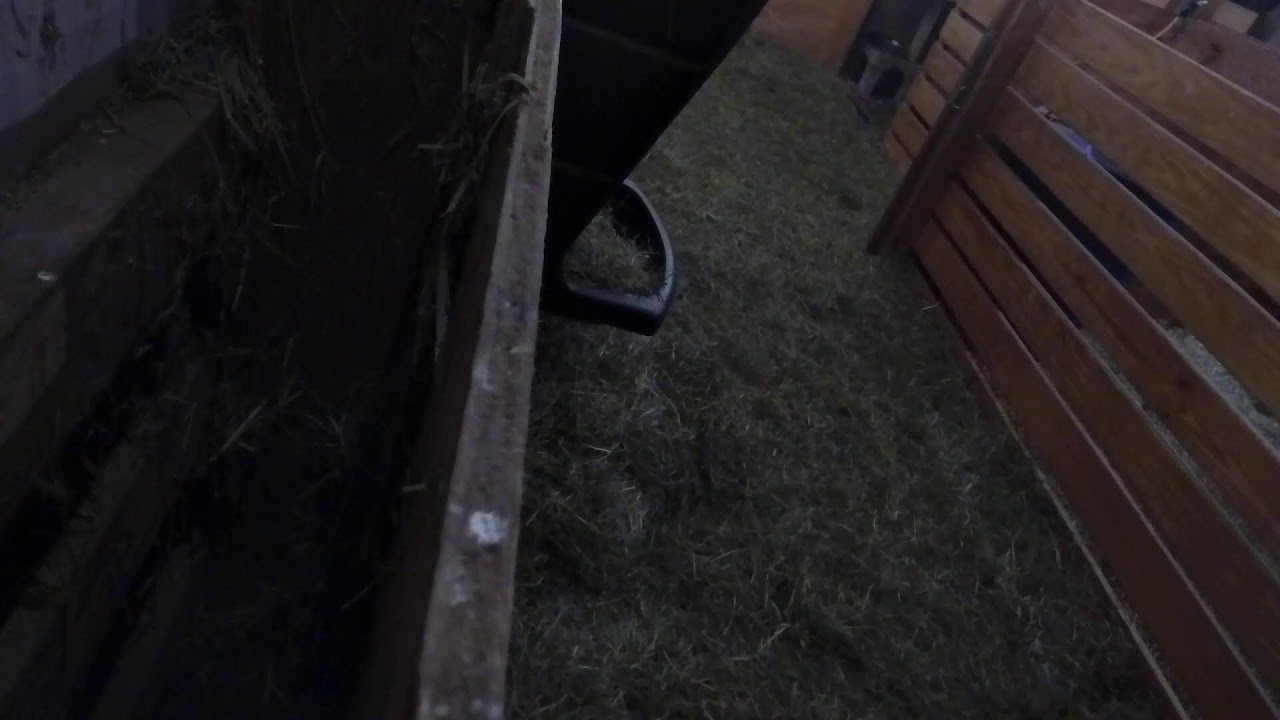 Baby Goat Close Up Camera
