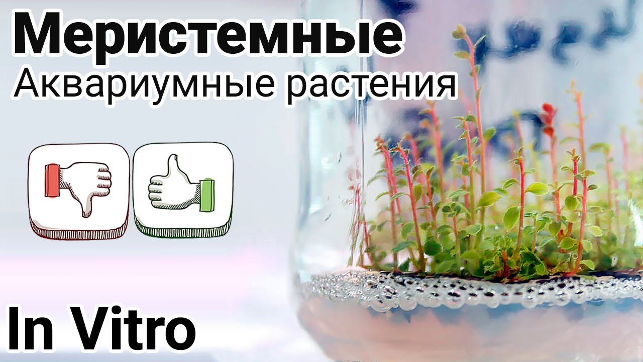 Меристемные растения для аквариума. Аквариумные растения в питательном геле. Plants In Vitro.