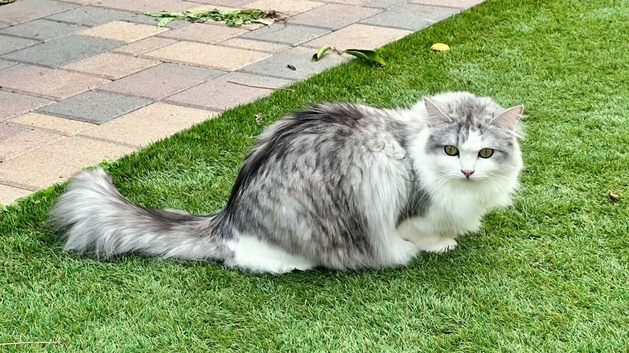 Pet Friends   2022&thinsp;&ndash;&thinsp;2023