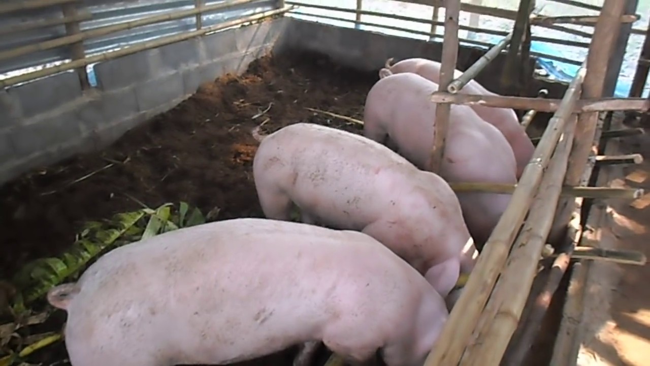 ลองเลี้ยงหมูหลุม 3 เดือน 10 วัน วันนี้ขายออกแล้ว