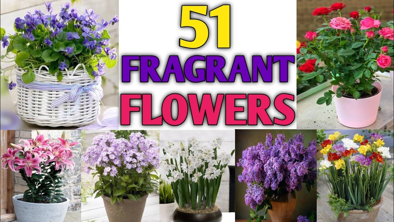51 Best Fragrant Flower Plants | Fragrant Flower Plants with Identification | Plant and Planting