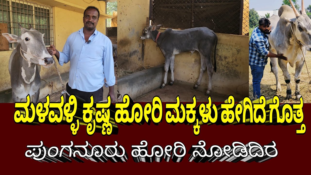 ಬೋರೇಗೌಡರ ಹೋರಿಗಳ ಮತ್ತು ಕೃಷ್ಣ 👑ಹೋರಿ ಮಕ್ಕಳನ್ನು ನೋಡಿದಿರಿ#hallikar #trending#MRRANGEGOWDRUvlogs