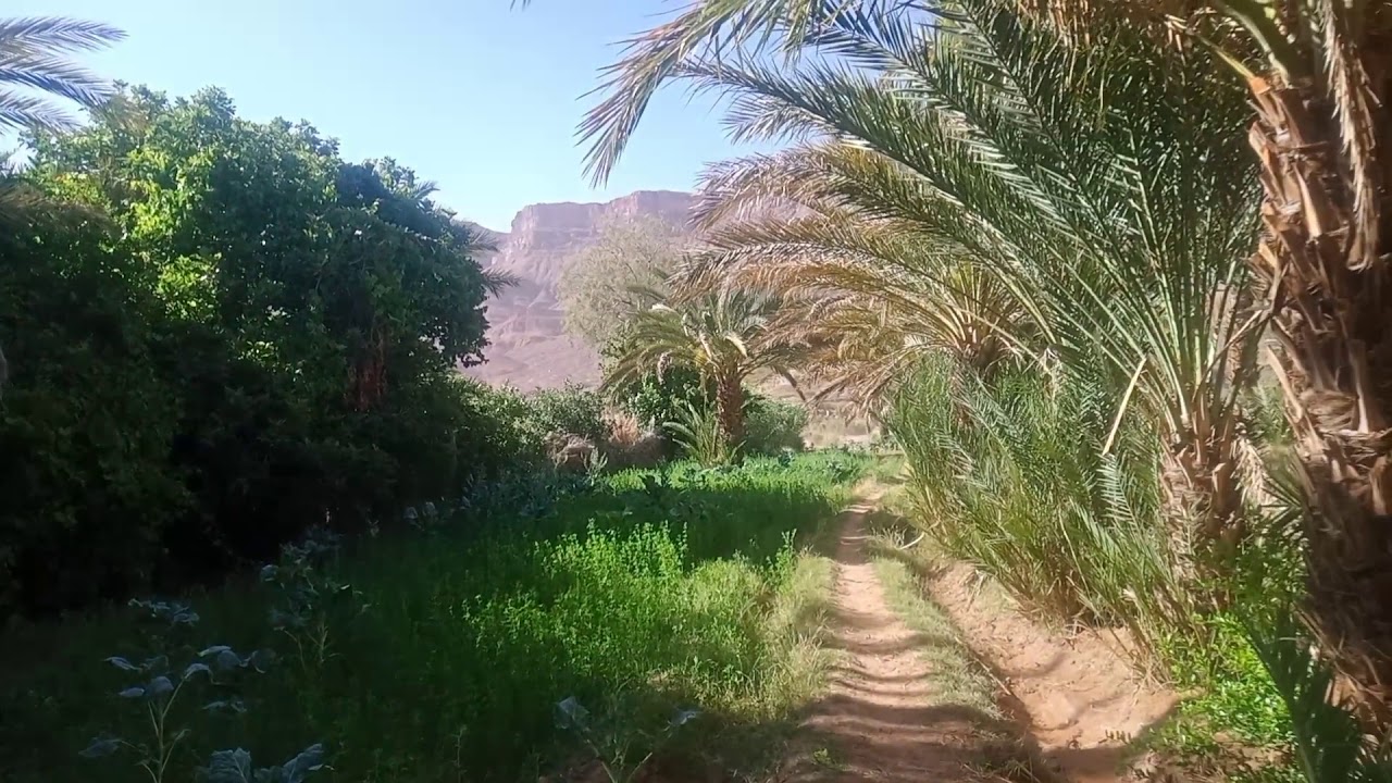 حقول دوار البرج تسركات أكذز
