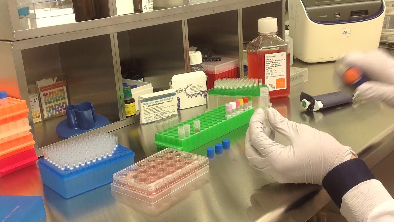 Altogen Biosystems In Vitro 293T/17 Transfection Tutorial