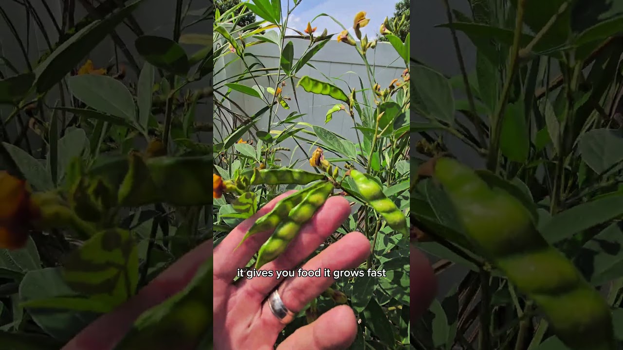 Florida Gardeners! This One Plant Does It All (Pigeon Pea)  #GrowFoodNotLawns #PigeonPea #garden
